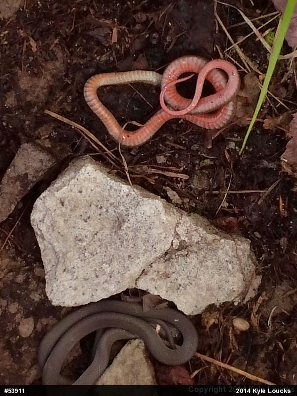 Red-bellied Snake