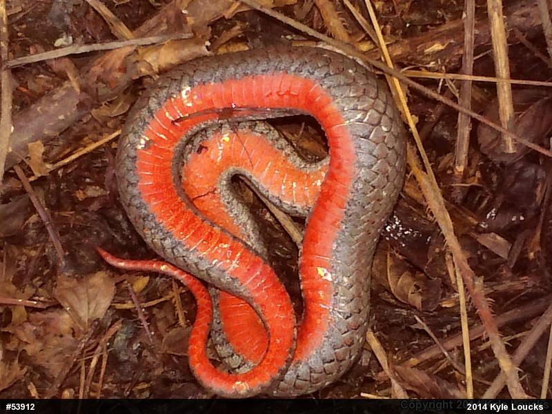 Red-bellied Snake