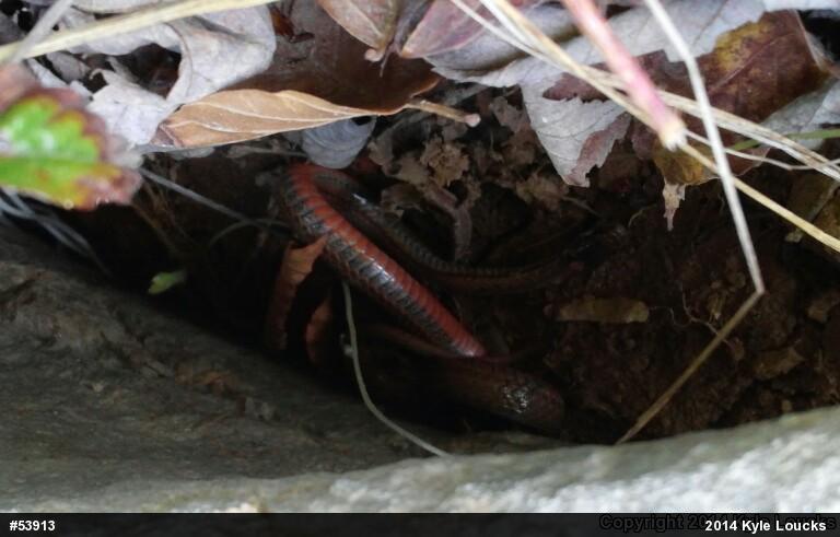Red-bellied Snake