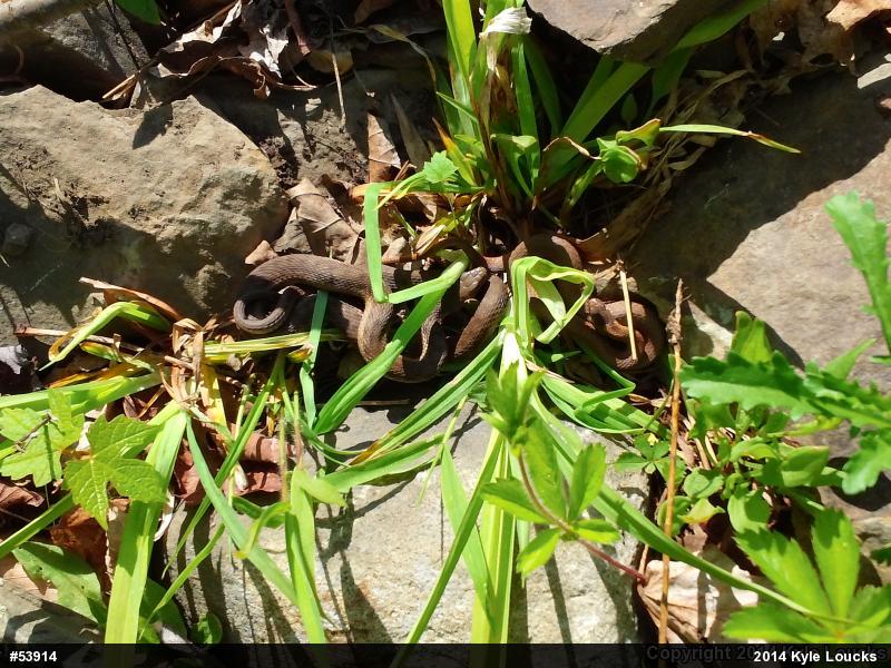 Red-bellied Snake