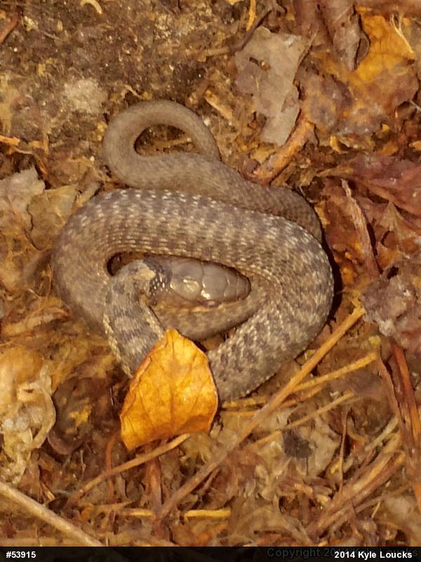 Eastern Gartersnake