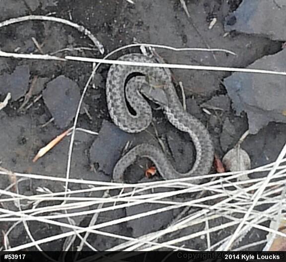 Eastern Gartersnake