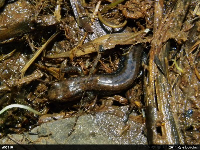 Allegheny Mountain Dusky Salamander