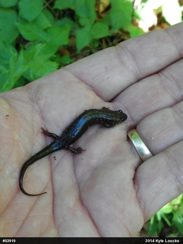 Allegheny Mountain Dusky Salamander