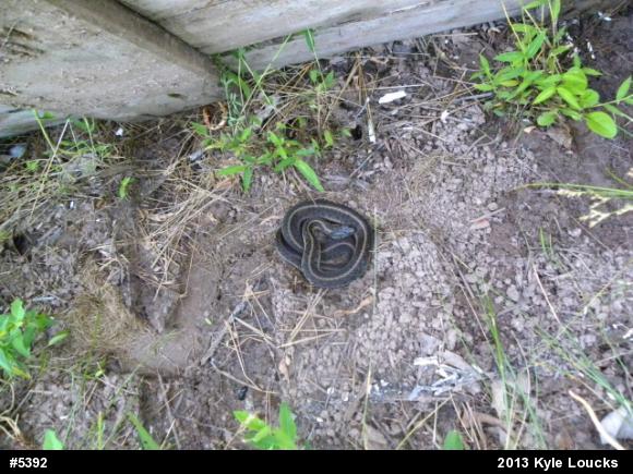 Eastern Gartersnake