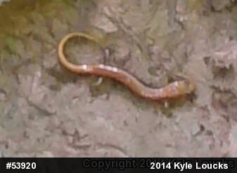 Allegheny Mountain Dusky Salamander