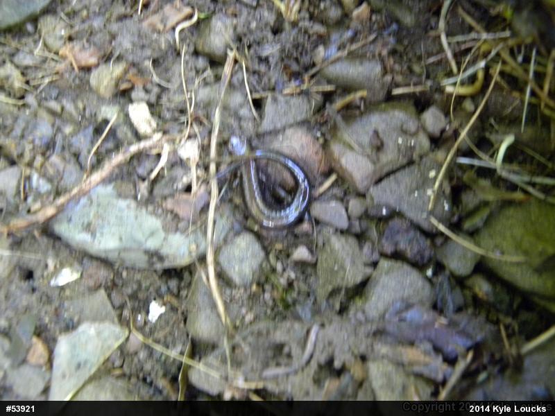 Allegheny Mountain Dusky Salamander