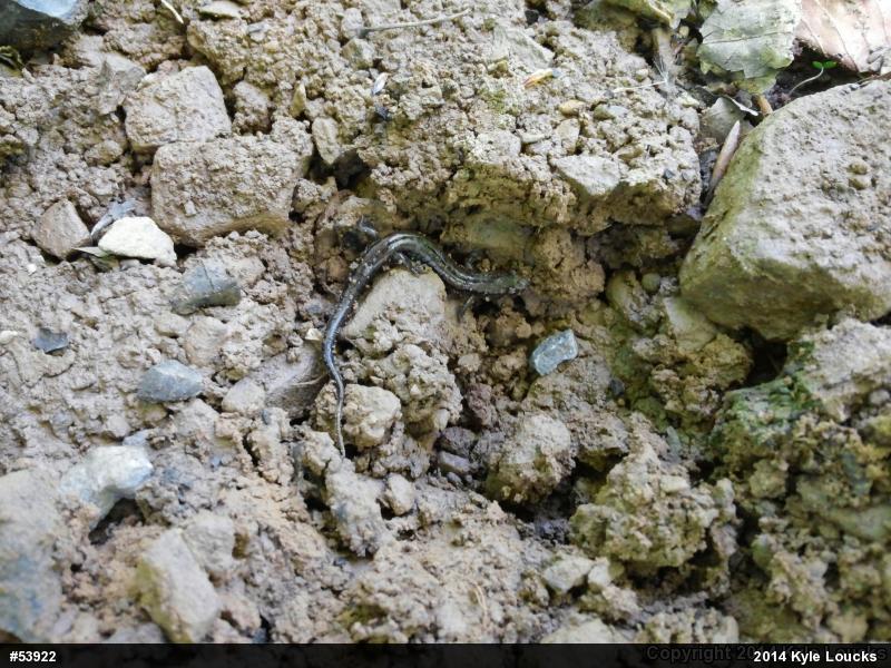 Allegheny Mountain Dusky Salamander