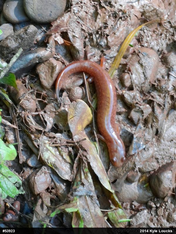 Northern Spring Salamander