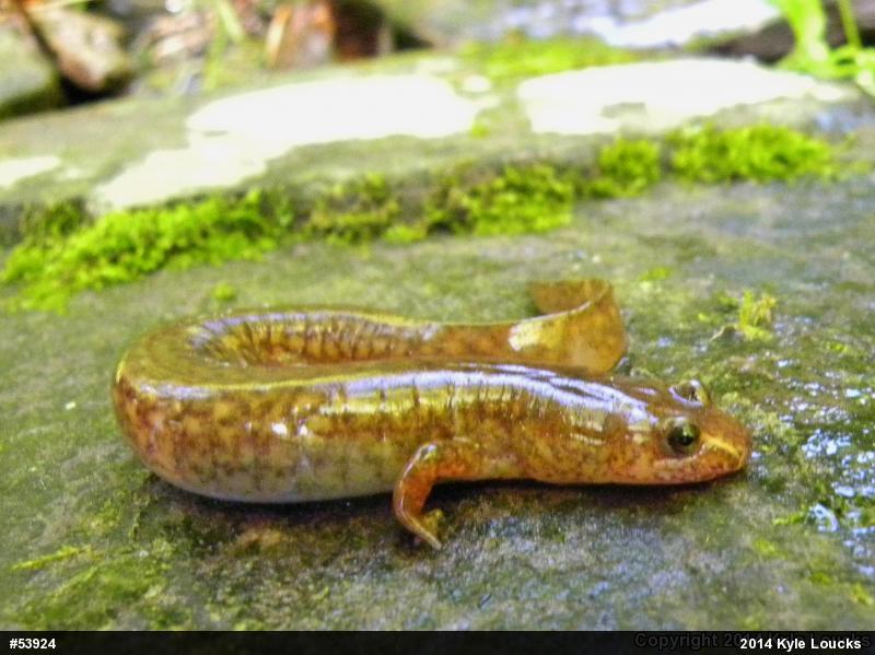Northern Spring Salamander