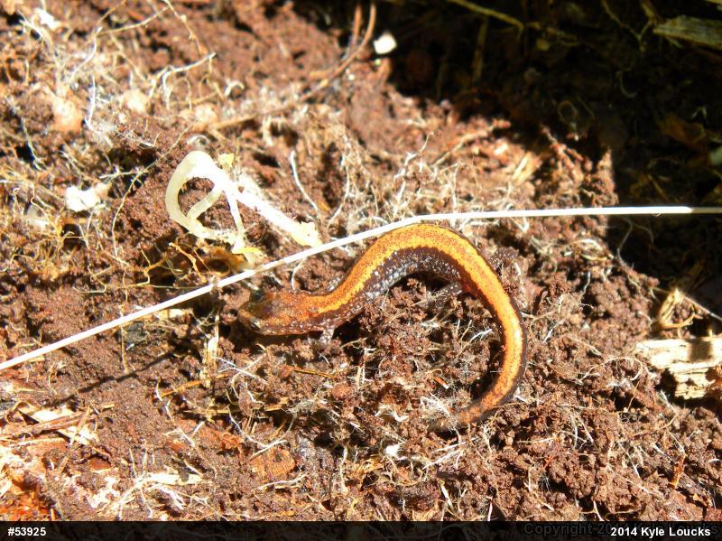 Eastern Red-backed  Salamander