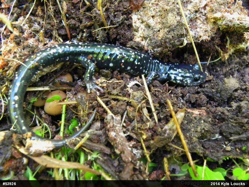 Northern Slimy Salamander