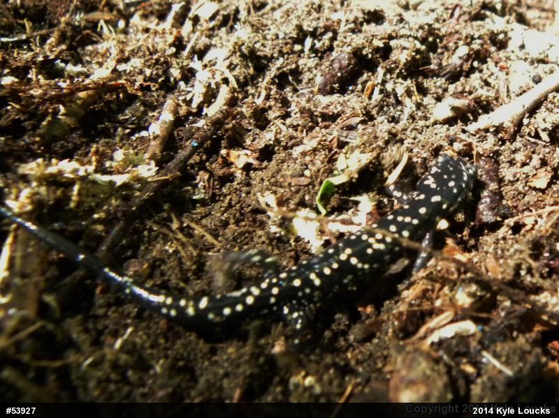 Northern Slimy Salamander