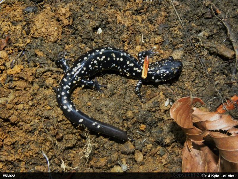 Northern Slimy Salamander