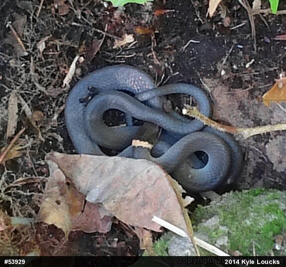 Northern Ring-necked Snake