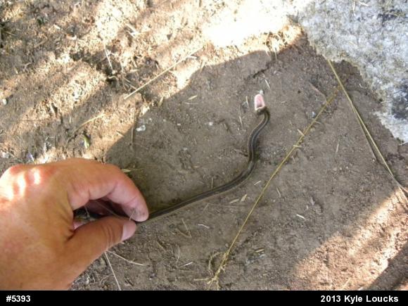 Eastern Gartersnake