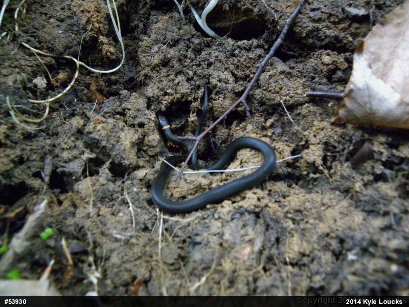 Northern Ring-necked Snake