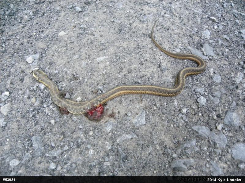 Eastern Gartersnake