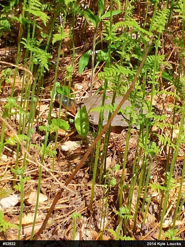 Wood Turtle