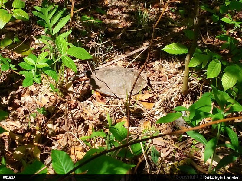 Wood Turtle