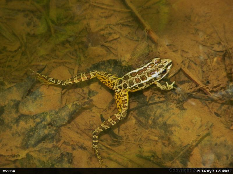 Pickerel Frog