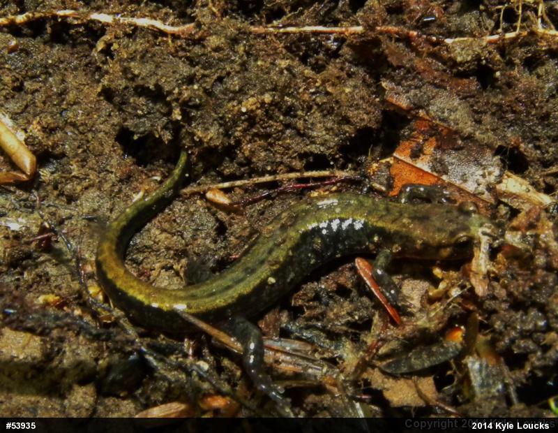 Allegheny Mountain Dusky Salamander