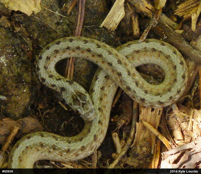 Dekay's Brownsnake