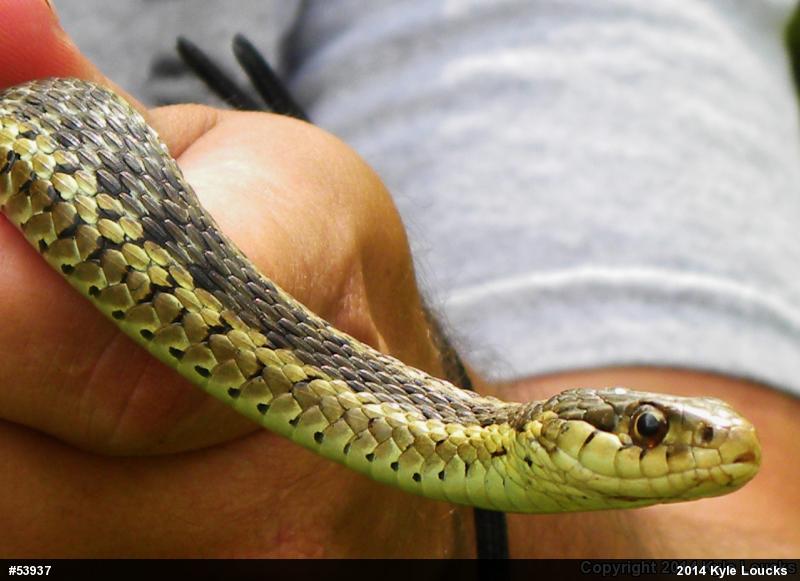 Eastern Gartersnake