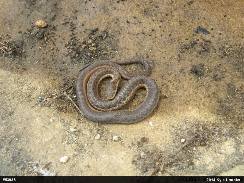 Eastern Gartersnake