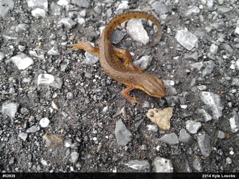 Red-spotted Newt