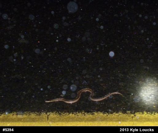 Eastern Gartersnake