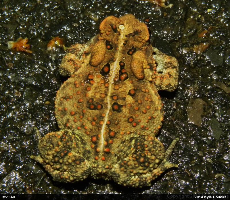 Eastern American Toad