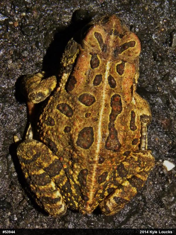 Fowler's Toad