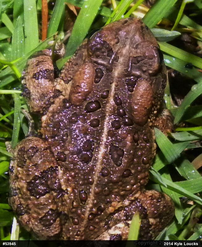 Fowler's Toad