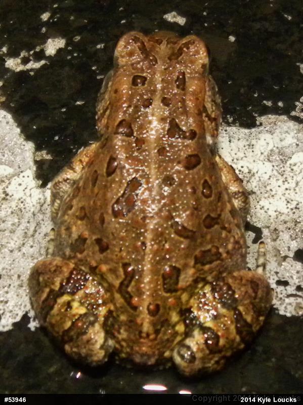 Fowler's Toad