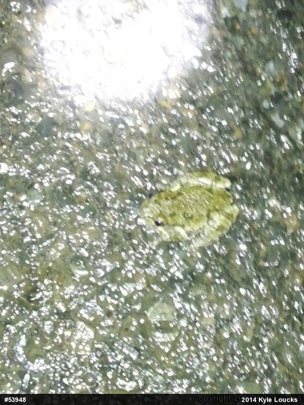 Unknown Gray Treefrog
