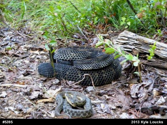 Eastern Gartersnake