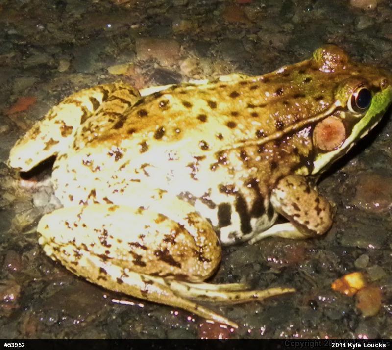 Green Frog