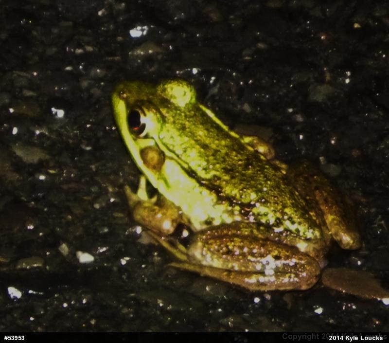 Green Frog