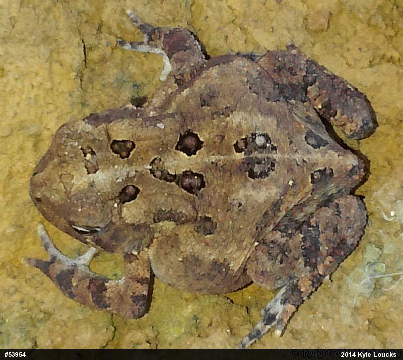 Eastern American Toad