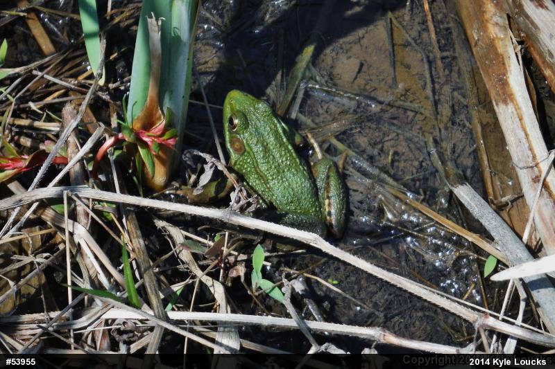 Green Frog
