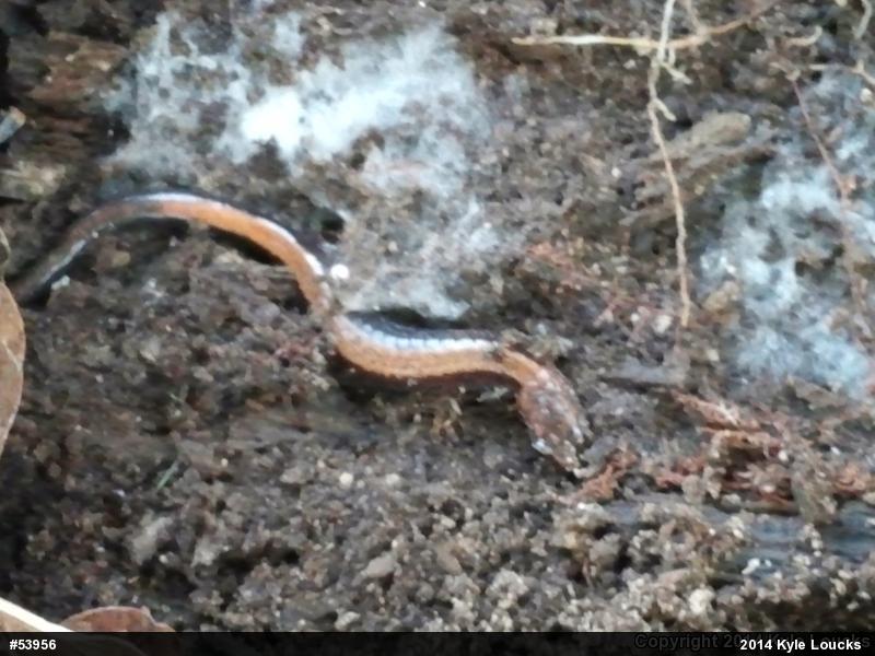 Eastern Red-backed  Salamander