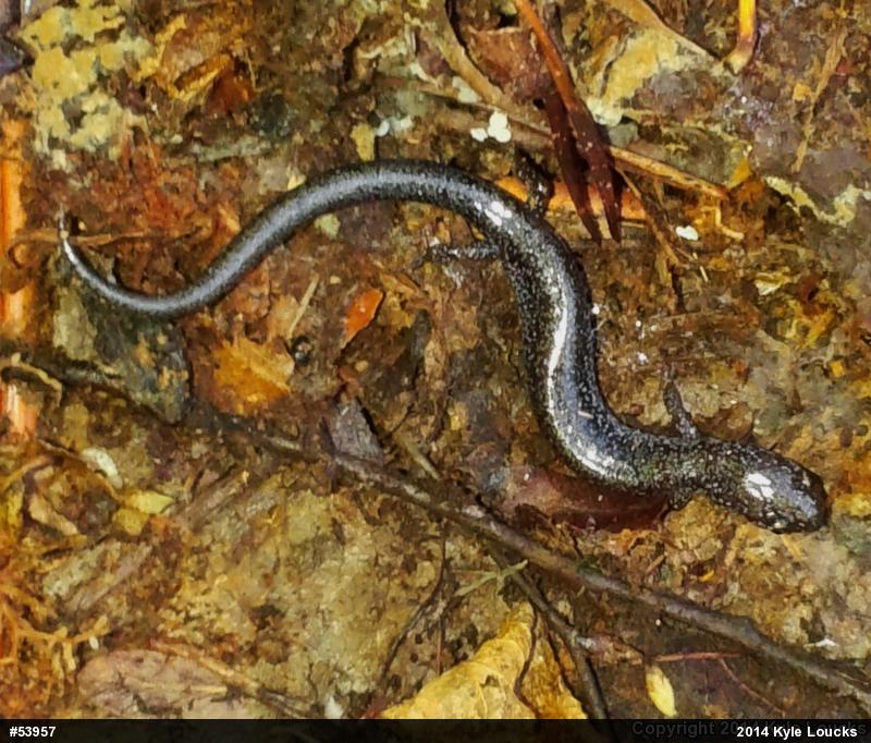Eastern Red-backed  Salamander