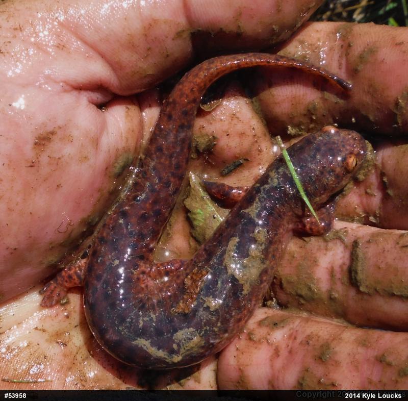 Northern Red Salamander