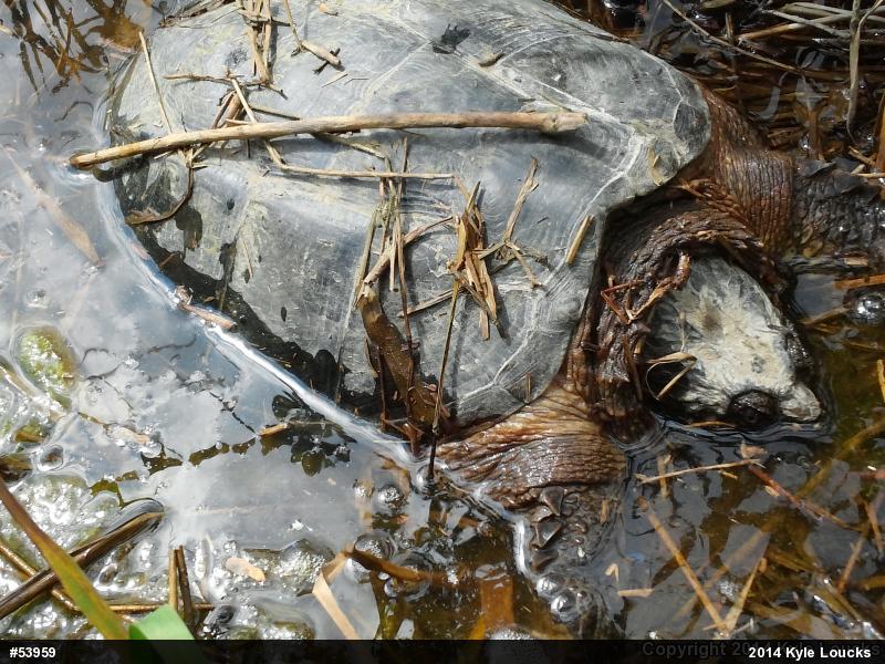 Snapping Turtle