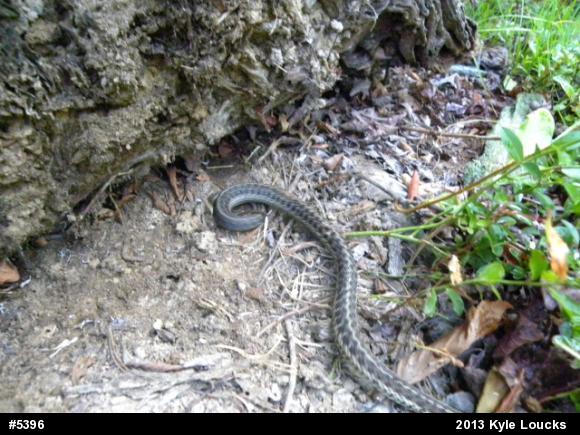 Eastern Gartersnake