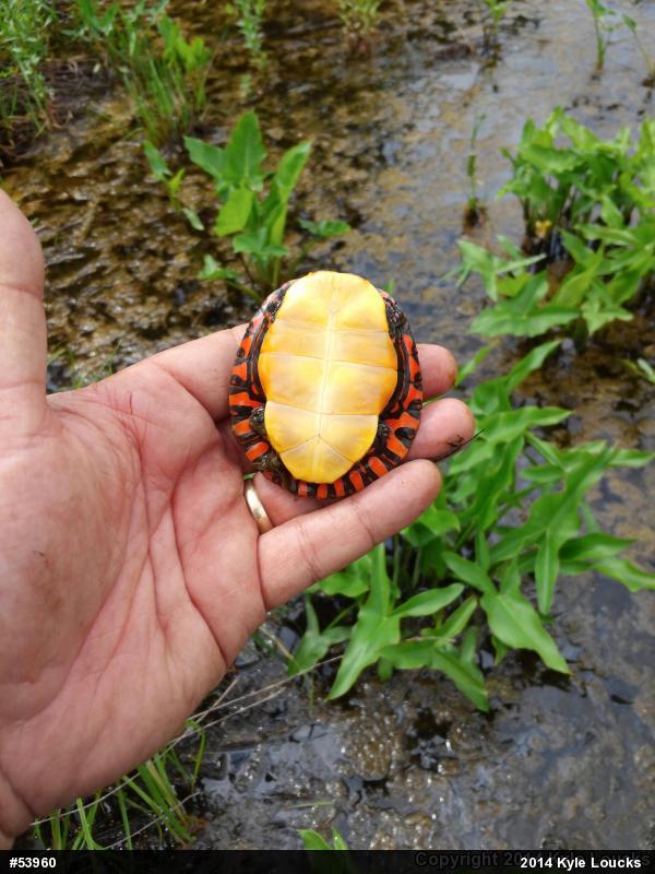 Eastern Painted Turtle