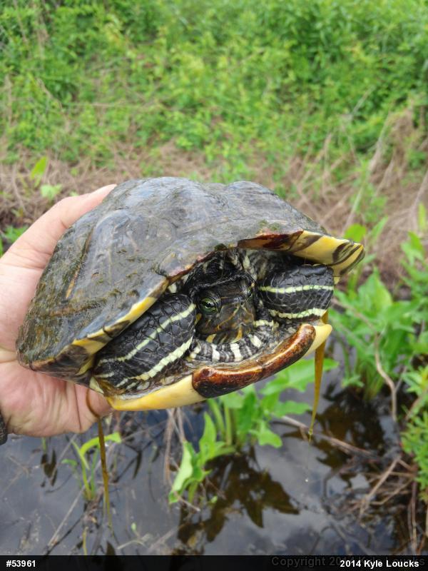 Red-eared Slider