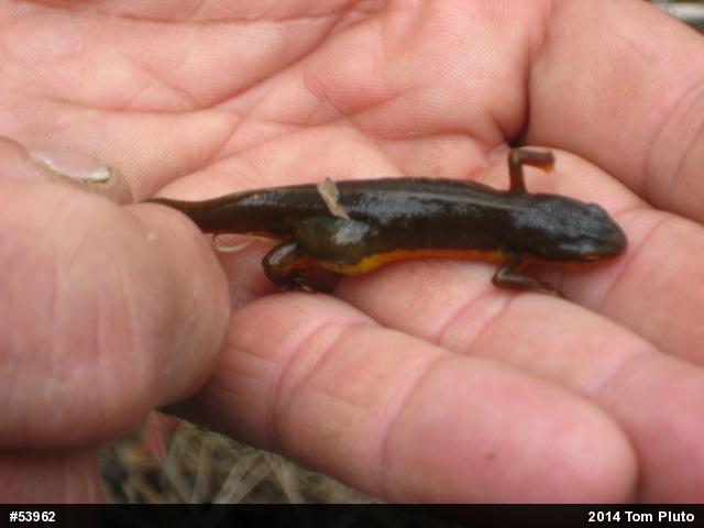 Red-spotted Newt