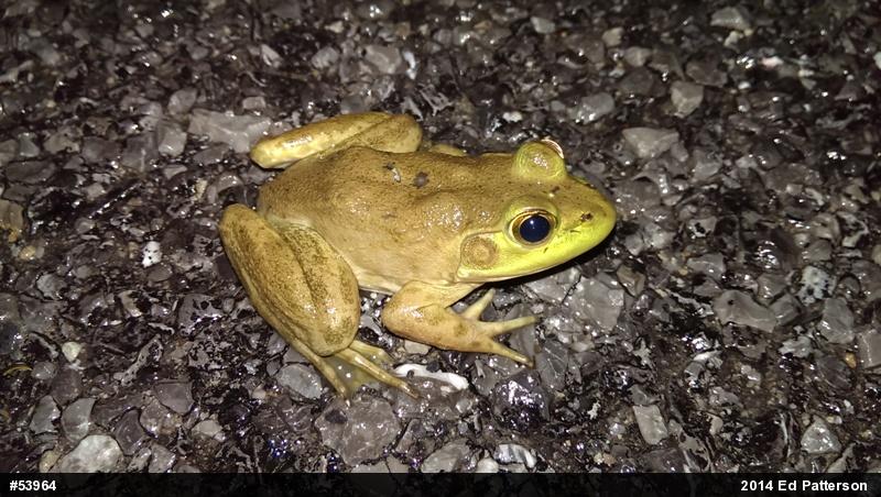 American Bullfrog
